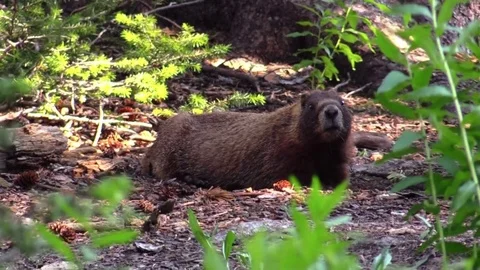 Marmot in mountain forest floor windy day animal Stock Footage 78673632
