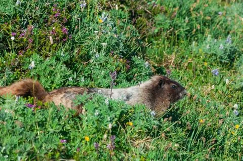 Marmot moving forward Stock Photos