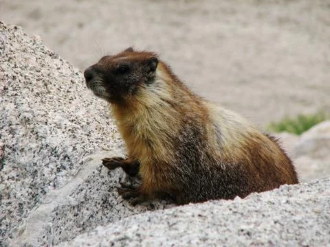 Marmot Stock Photos