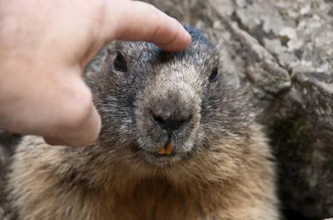 Marmot Stock Photos