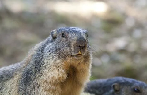 Marmot 스톡 사진