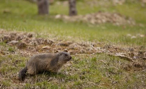 Marmot Foto stock