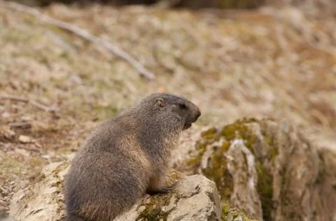 Marmot Foto stock