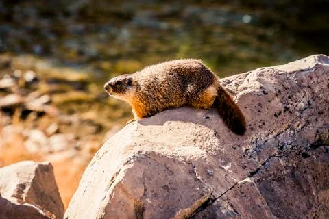 Marmot Stock Photos