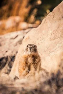 Marmot Stock Photos