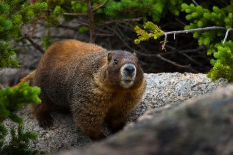 Marmot Stock Photos