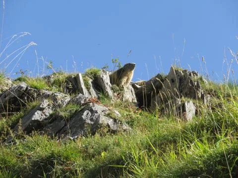 Marmot Foto stock