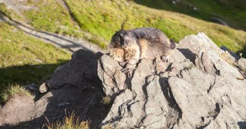 A marmot Stock Photos
