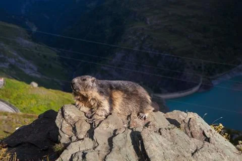 A marmot Stock Photos