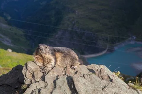 A marmot Stock Photos