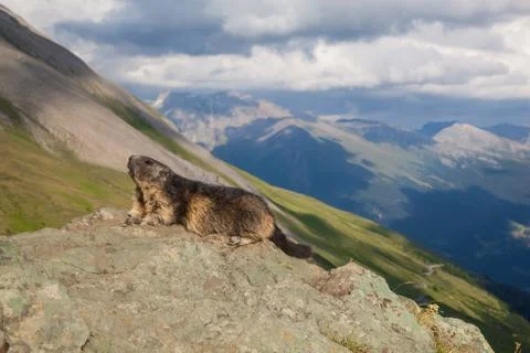 A marmot Stock Photos