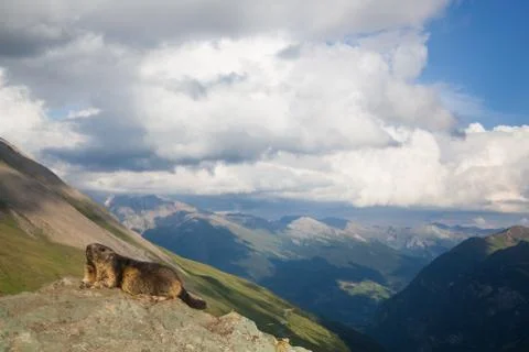 A marmot Stock Photos