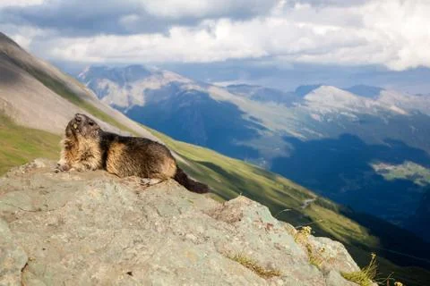 A marmot Stock Photos