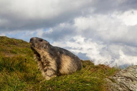 A marmot Stock Photos