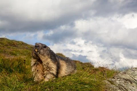 A marmot Stock Photos