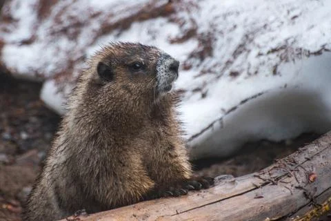 Marmot Stock Photos