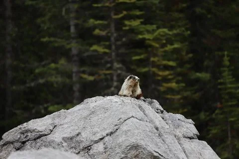 Marmot  Stock Photos