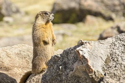 Marmot Stock Photos