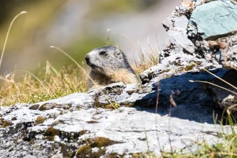 Marmot posing from the Alps Stock Photos