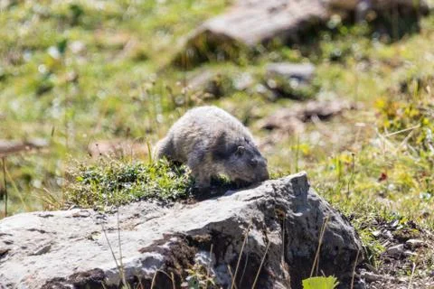Marmot posing from the Alps Stock Photos