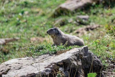 Marmot posing from the Alps Stock Photos