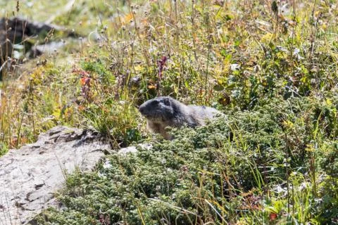 Marmot posing from the Alps Stock Photos