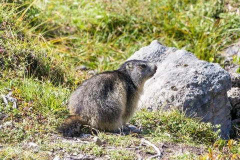 Marmot posing from the Alps Foto stock