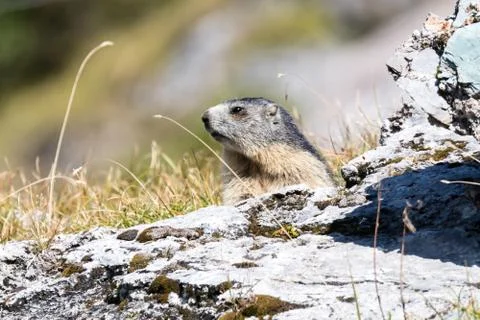 Marmot posing from the Alps Stock Photos