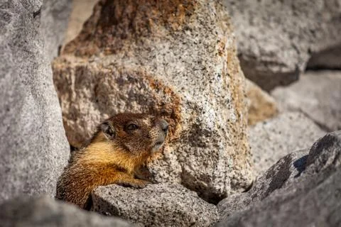 Marmot profile 库存照片