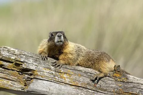 Marmot rests on a log. Stock Photos