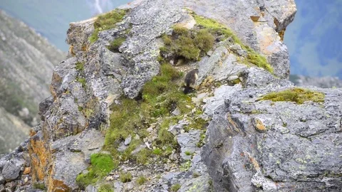 Marmot on rock Stock Footage 82354610