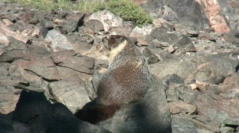 Marmot on the rocks Stock Footage 307367