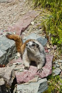 A Marmot on Rocks Fotos Stock