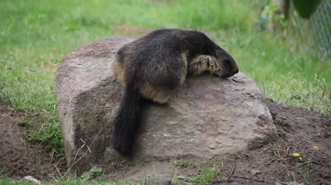 Marmot sleep Stock Footage 27449956
