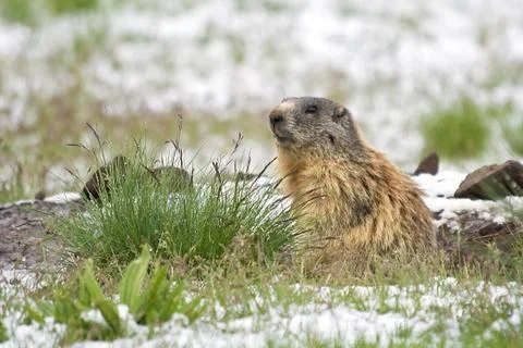 Marmot on snow Stock Photos