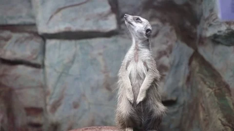 Marmot stand on background of stone wall close up in zoo 스톡 동영상 84717574