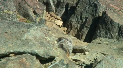 Marmot stand Stock Footage 307330