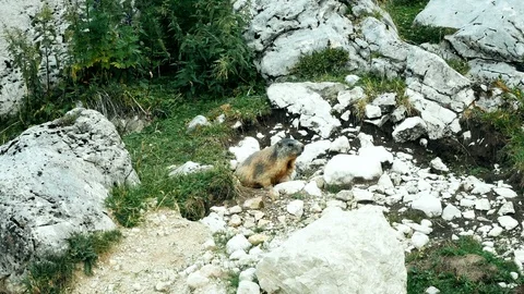 Marmot standing in the sun on the alpine mountains of South Tyrol Stock Footage 103799669