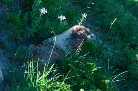 Marmot at sunlight Stock Photos