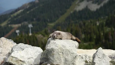 Marmot taking a rest on a rock Stock Footage 282830999