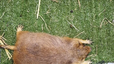 Marmot from top view laying down inpet shop cage Stock Footage 109436571