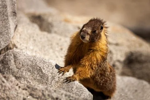 Marmot watching Stock Photos