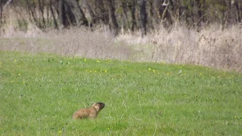 Marmot in the wild. Stock Photos