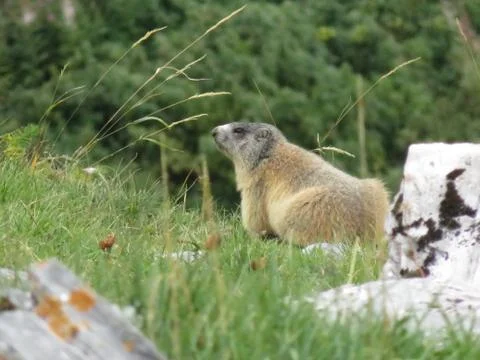 Marmot1 Foto stock