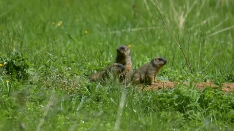 Marmot10 Stock Footage 109262368