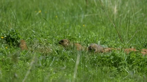 Marmot11 Stock Footage 109262374