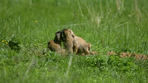 Marmot2 Video stock 109260662