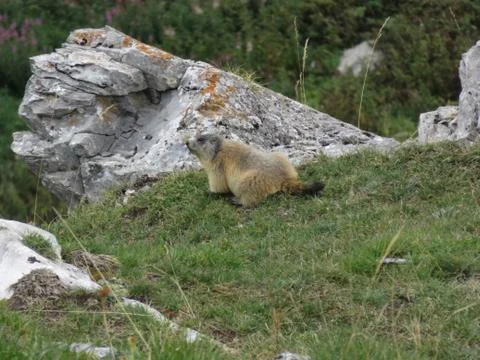 Marmot2 Foto stock