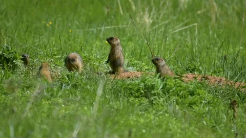 Marmot4 Stock Footage 109260769