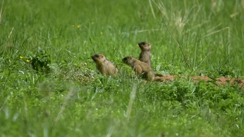 Marmot5 Stock Footage 109261150